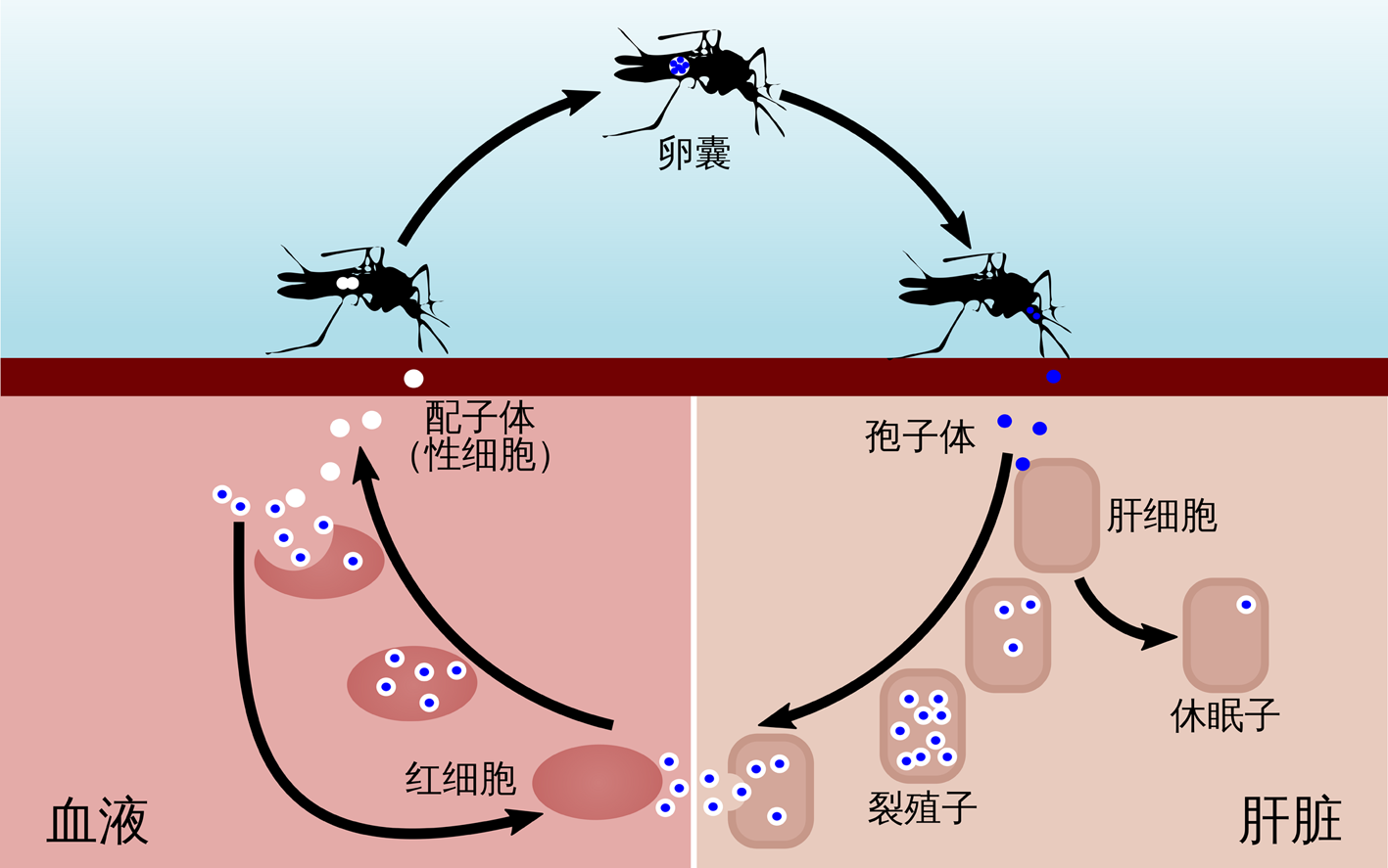 带你认识疟疾